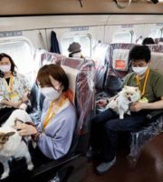 Special bullet train developed for dog walks in Japan
