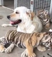 Tiger cubs get a new mother
