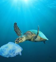 Discovery of new antibiotic bacteria in marine plastics research