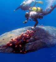 How a diver saved the life of a whale on