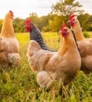 Revealed that chickens were buried with humans in ancient times