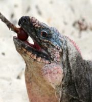 Aguana lizards are suffering from diabetes due to tourists