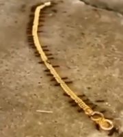 Ants fly to gold chain video goes viral