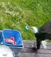 Viral video of a little dog escaping an eagles clutches
